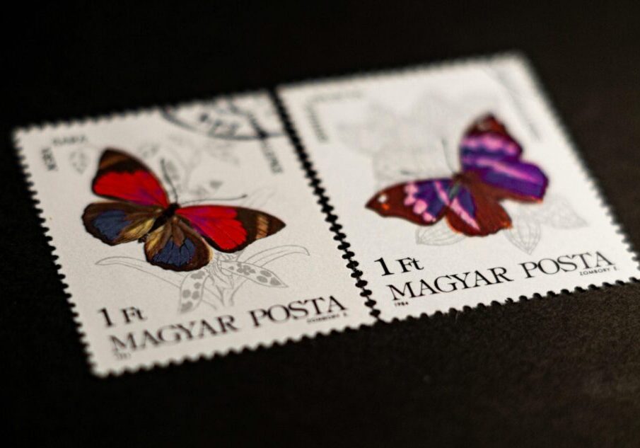 Butterfly stampls pexels-sanlad-11860586